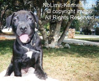 click here to enter NoLimit-Pits & NoLimit-Kennels